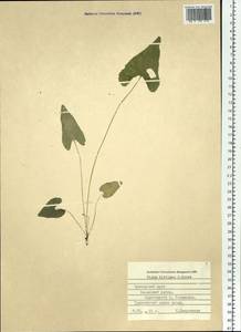 Viola hirtipes S. Moore, Siberia, Russian Far East (S6) (Russia)