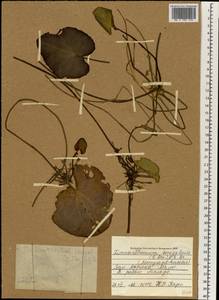 Nymphoides indica, Africa (AFR) (Mali)