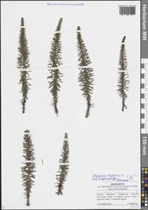 Hippuris vulgaris L., Eastern Europe, Middle Volga region (E8) (Russia)