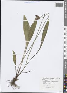 Plantago lanceolata L., Eastern Europe, Moscow region (E4a) (Russia)