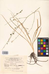 Anthericum ramosum L., Eastern Europe, West Ukrainian region (E13) (Ukraine)