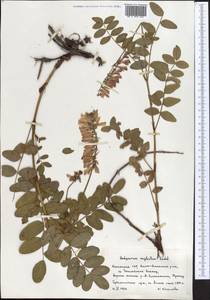 Hedysarum neglectum Ledeb., Middle Asia, Northern & Central Tian Shan (M4) (Kazakhstan)