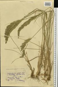 Calamagrostis epigejos (L.) Roth, Eastern Europe, North Ukrainian region (E11) (Ukraine)