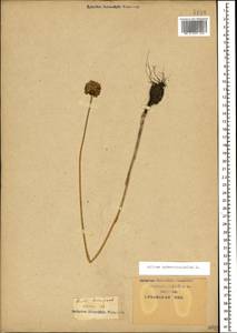 Allium sphaerocephalon L., Caucasus, Krasnodar Krai & Adygea (K1a) (Russia)