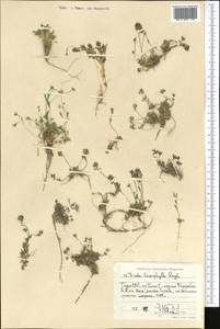 Draba lasiophylla Royle, Middle Asia, Pamir & Pamiro-Alai (M2) (Tajikistan)