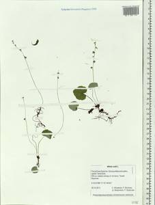 Mitella nuda L., Siberia, Baikal & Transbaikal region (S4) (Russia)