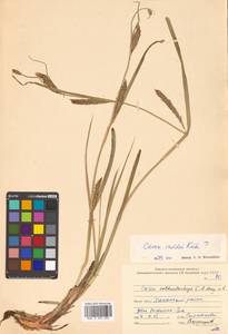 Carex atherodes Spreng., Siberia, Russian Far East (S6) (Russia)