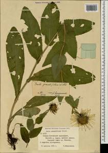 Pentanema orientale (Lam.) D. Gut. Larr., Santos-Vicente, Anderb., E. Rico & M. M. Mart. Ort., Caucasus, North Ossetia, Ingushetia & Chechnya (K1c) (Russia)