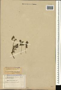 Erodium ciconium, Caucasus, Azerbaijan (K6) (Azerbaijan)