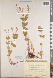 Veronica chamaedrys L., Eastern Europe, Central forest-and-steppe region (E6) (Russia)