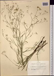 Bupleurum scorzonerifolium Willd., Siberia, Altai & Sayany Mountains (S2) (Russia)