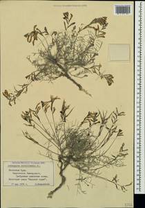 Astragalus subuliformis DC., Crimea (KRYM) (Russia)