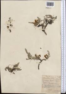 Astragalus testiculatus Pall., Middle Asia, Northern & Central Kazakhstan (M10) (Kazakhstan)