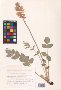 Hedysarum grandiflorum Pall., Eastern Europe, Middle Volga region (E8) (Russia)