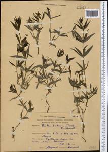Rubia tatarica (Trevir.) F.Schmidt, Middle Asia, Northern & Central Kazakhstan (M10) (Kazakhstan)