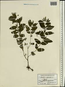 Mentha × piperita L., Eastern Europe, Central forest-and-steppe region (E6) (Russia)
