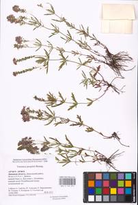 MHA 0 160 272, Veronica austriaca subsp. jacquinii (Baumg.) Watzl, Eastern Europe, Central forest-and-steppe region (E6) (Russia)
