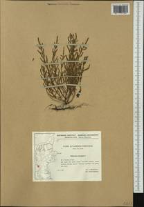 Salicornia europaea L., Western Europe (EUR) (Denmark)