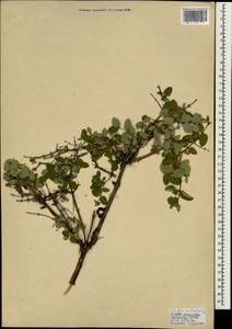 Lonicera nummulariifolia Jaub. & Spach, South Asia, South Asia (Asia outside ex-Soviet states and Mongolia) (ASIA) (Turkey)