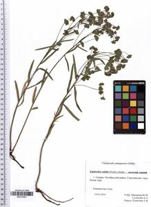 Euphorbia subtilis (Prokh.) Prokh., Eastern Europe, Middle Volga region (E8) (Russia)