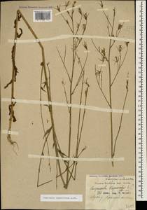 Campanula rapunculus subsp. lambertiana (A.DC.) Rech.f., Caucasus, Krasnodar Krai & Adygea (K1a) (Russia)