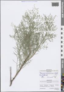 Tamarix ramosissima Ledeb., Eastern Europe, Middle Volga region (E8) (Russia)