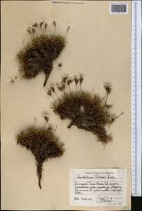 Acantholimon litvinovii Lincz., Middle Asia, Western Tian Shan & Karatau (M3) (Kyrgyzstan)