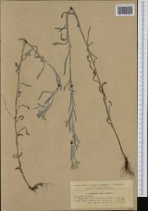 Helichrysum luteoalbum (L.) Rchb., Western Europe (EUR) (Romania)