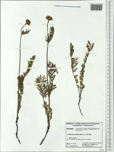 Tanacetum bipinnatum (L.) Sch. Bip., Siberia, Central Siberia (S3) (Russia)