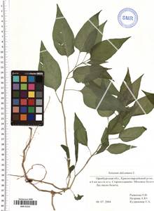 Solanum dulcamara L., Eastern Europe, Eastern region (E10) (Russia)