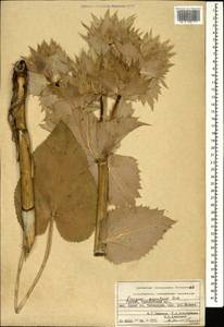 Eryngium giganteum M. Bieb., Caucasus, Georgia (K4) (Georgia)