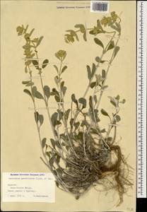 Marrubium parviflorum Fisch. & C.A.Mey., Caucasus, Armenia (K5) (Armenia)