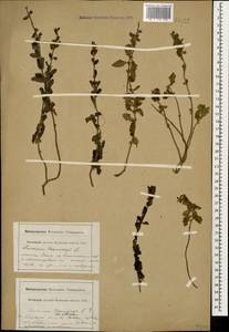 Teucrium chamaedrys L., Caucasus, Krasnodar Krai & Adygea (K1a) (Russia)