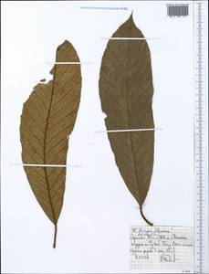 Pouteria altissima (A.Chev.) Baehni, Africa (AFR) (Ethiopia)