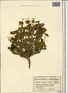 Marrubium catariifolium Desr., Caucasus, Stavropol Krai, Karachay-Cherkessia & Kabardino-Balkaria (K1b) (Russia)