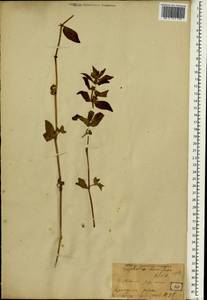 Euphorbia humifusa Willd., South Asia, South Asia (Asia outside ex-Soviet states and Mongolia) (ASIA) (Japan)