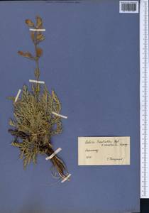 Salvia trautvetteri Regel, Middle Asia, Western Tian Shan & Karatau (M3) (Kazakhstan)