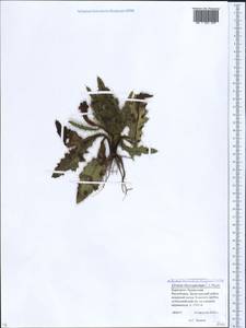 Cirsium rhizocephalum C. A. Mey., Caucasus, Stavropol Krai, Karachay-Cherkessia & Kabardino-Balkaria (K1b) (Russia)