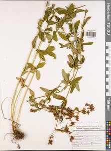 Hypericum hirsutum L., Eastern Europe, Central region (E4) (Russia)