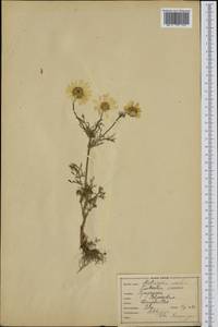 Tripleurospermum inodorum (L.) Sch.-Bip, Eastern Europe, North-Western region (E2) (Russia)