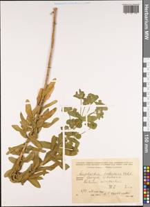 Euphorbia hirsuta L., Caucasus, Georgia (K4) (Georgia)