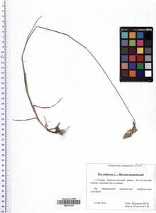 Poa compressa L., Eastern Europe, Middle Volga region (E8) (Russia)