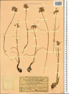 Allium rubellum M.Bieb., Caucasus, Dagestan (K2) (Russia)