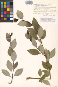 Populus ×moscoviensis Schröd., Eastern Europe, Moscow region (E4a) (Russia)