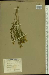 Genista tinctoria L., Eastern Europe, North Ukrainian region (E11) (Ukraine)