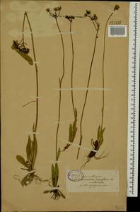 Pilosella piloselloides subsp. praealta (Gochnat) S. Bräut. & Greuter, Eastern Europe, North-Western region (E2) (Russia)