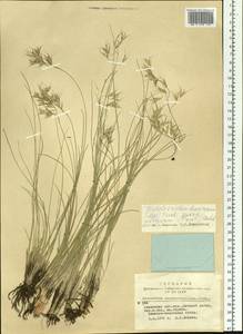 Helictotrichon desertorum (Less.) Pilg., Siberia, Altai & Sayany Mountains (S2) (Russia)