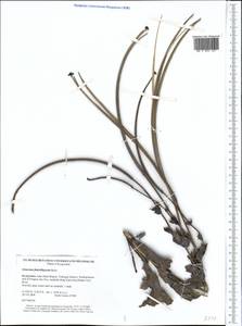 Glaucium fimbrilligerum Boiss., Middle Asia, Western Tian Shan & Karatau (M3) (Kyrgyzstan)