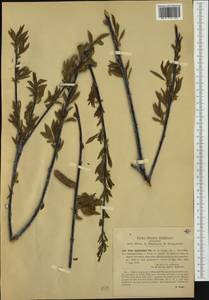 Salix daphnoides Vill., Western Europe (EUR) (Italy)