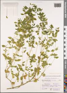 Mercurialis annua L., Caucasus, Krasnodar Krai & Adygea (K1a) (Russia)